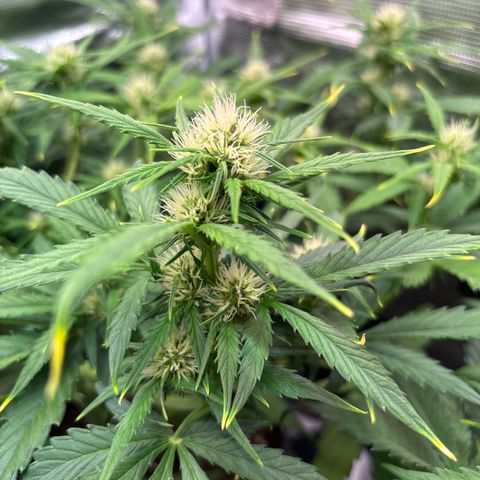 Mary Jane growlog timeline photo