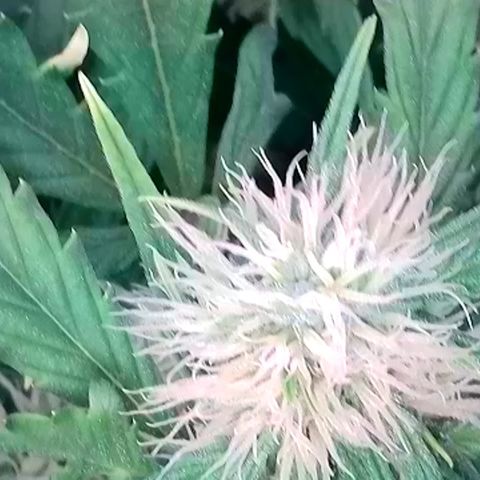 Mary Jane growlog timeline photo