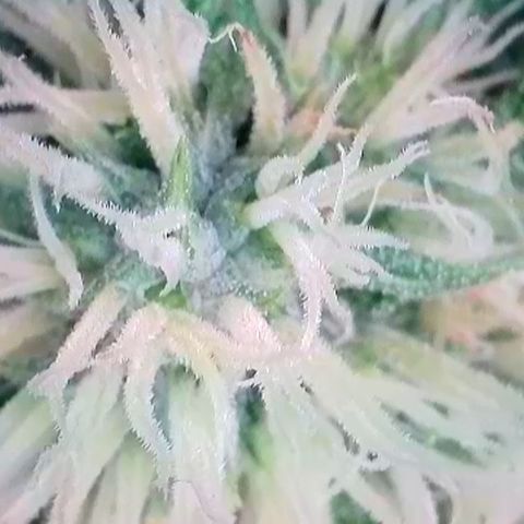 Mary Jane growlog timeline photo