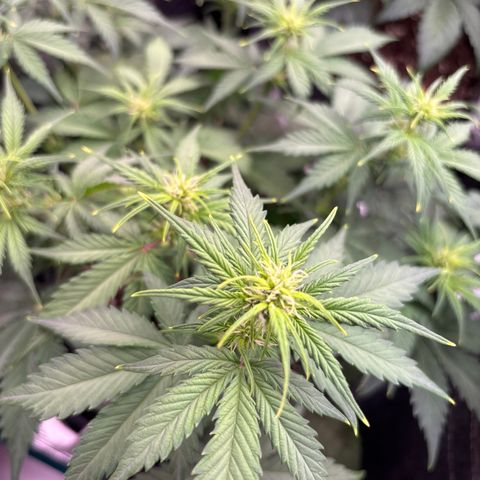 Lucy growlog timeline photo