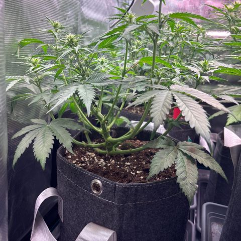 Lucy growlog timeline photo