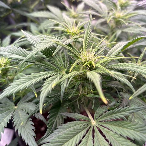 Gertrud growlog timeline photo
