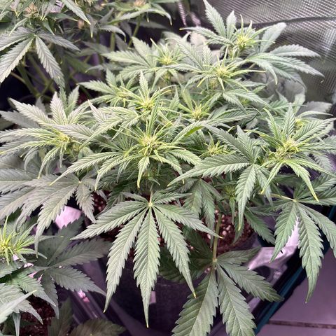 Gertrud growlog timeline photo