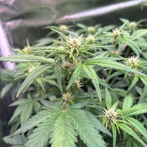 Hilde growlog timeline photo