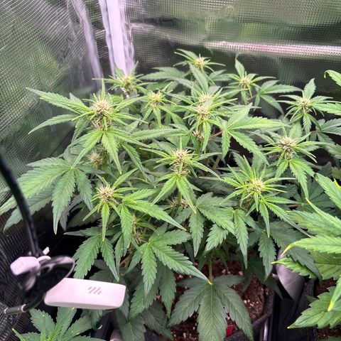 Hilde growlog timeline photo