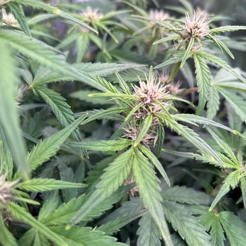 Hilde growlog timeline photo