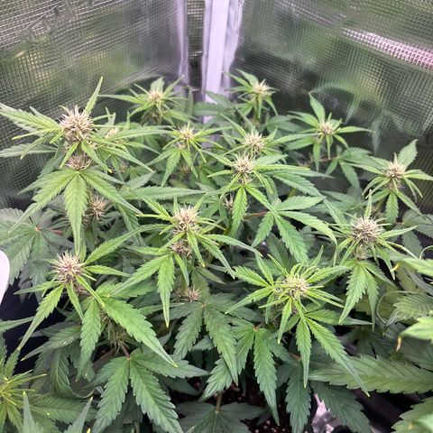 Hilde growlog timeline photo