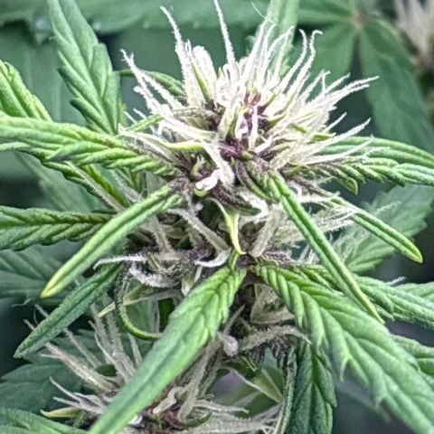 Hilde growlog timeline photo