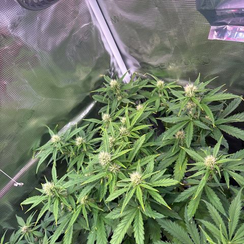Mary Jane growlog timeline photo