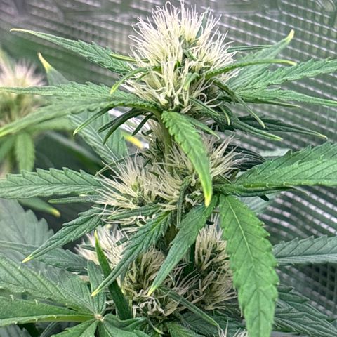 Mary Jane growlog timeline photo