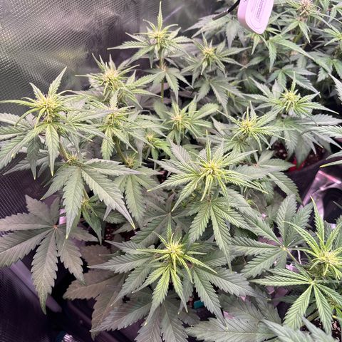 Lucy growlog timeline photo