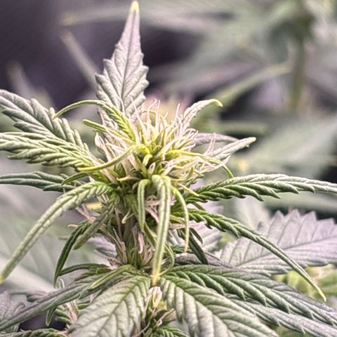Lucy growlog timeline photo
