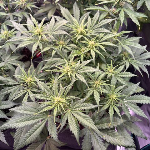 Gertrud growlog timeline photo