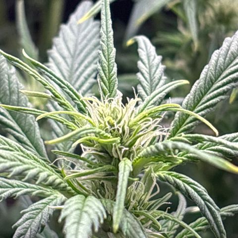 Gertrud growlog timeline photo