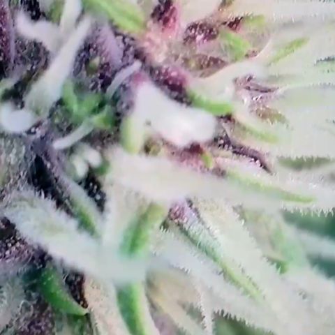 Hilde growlog timeline photo
