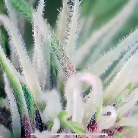 Hilde growlog timeline photo