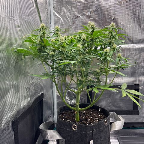 Mary Jane growlog timeline photo