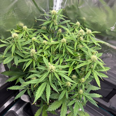 Mary Jane growlog timeline photo