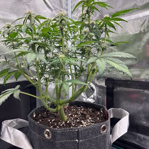 Hilde growlog timeline photo