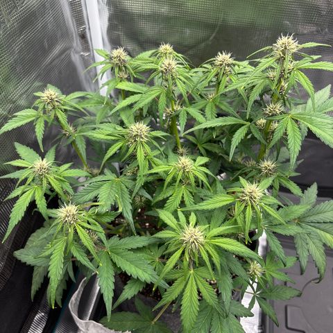 Hilde growlog timeline photo