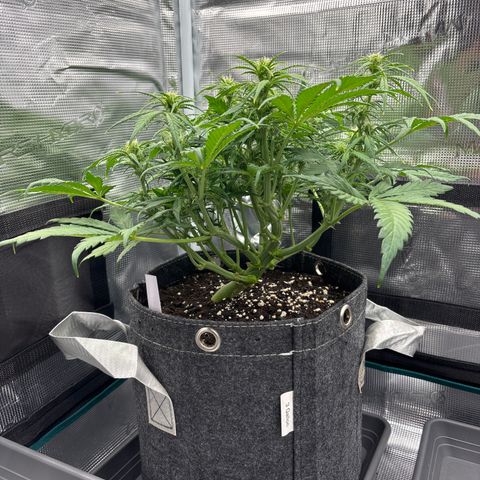 Gertrud growlog timeline photo