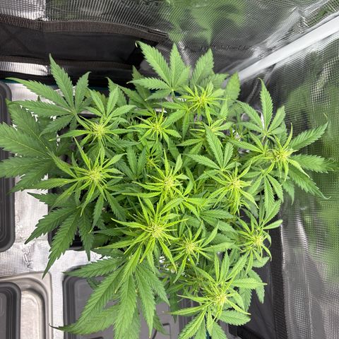Gertrud growlog timeline photo