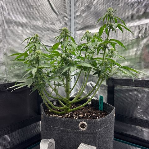 Lucy growlog timeline photo