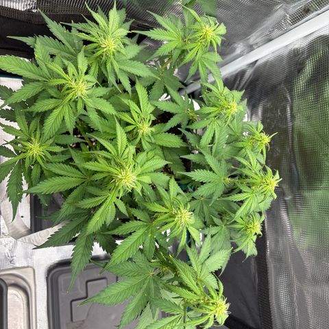 Lucy growlog timeline photo