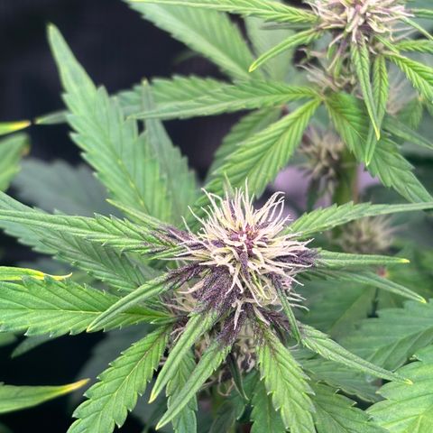Hilde growlog timeline photo