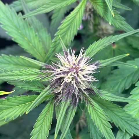 Hilde growlog timeline photo