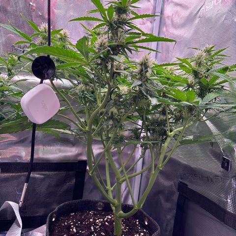 Mary Jane growlog timeline photo