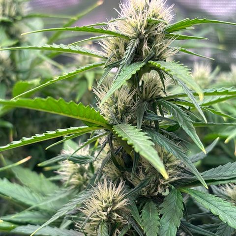 Mary Jane growlog timeline photo