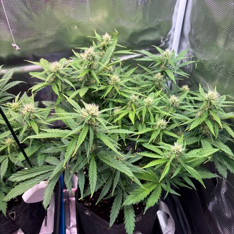 Mary Jane growlog timeline photo