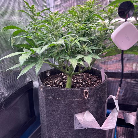 Gertrud growlog timeline photo