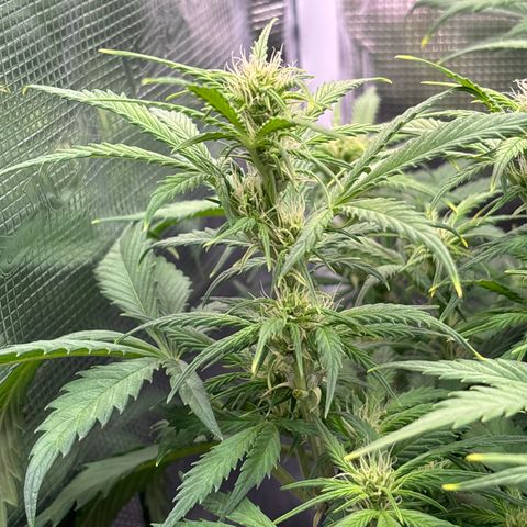 Gertrud growlog timeline photo