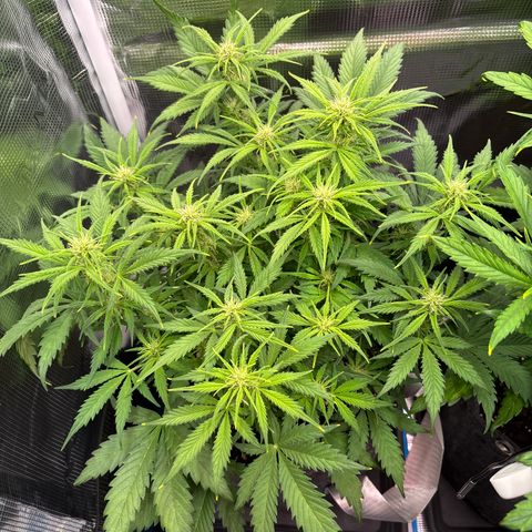 Gertrud growlog timeline photo