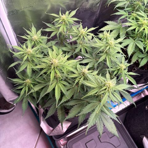 Lucy growlog timeline photo