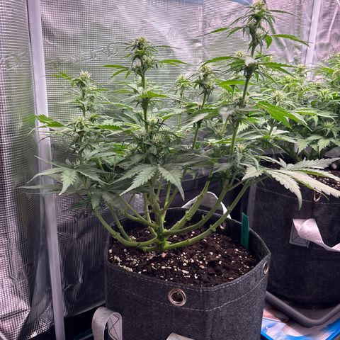 Lucy growlog timeline photo