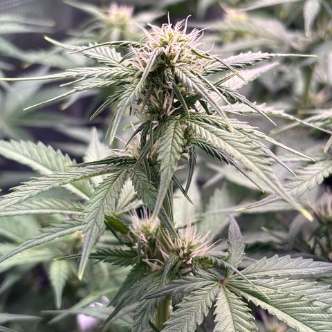 Lucy growlog timeline photo