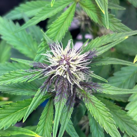 Hilde growlog timeline photo