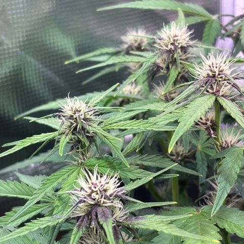 Hilde growlog timeline photo