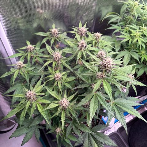 Hilde growlog timeline photo