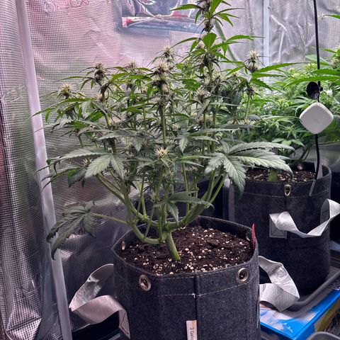 Hilde growlog timeline photo