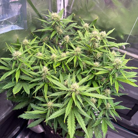 Mary Jane growlog timeline photo