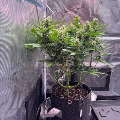 Mary Jane growlog timeline photo