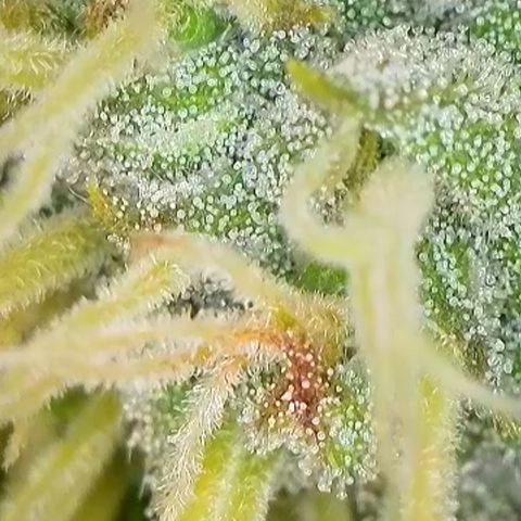 Mary Jane growlog timeline photo