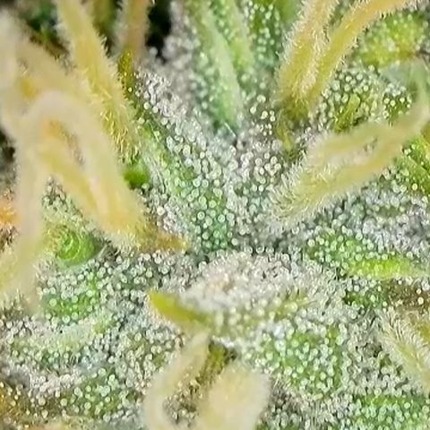 Mary Jane growlog timeline photo