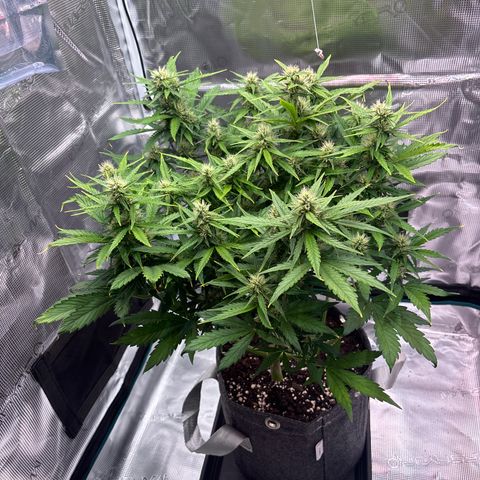 Mary Jane growlog timeline photo