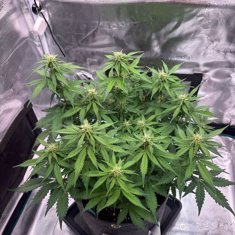 Lucy growlog timeline photo