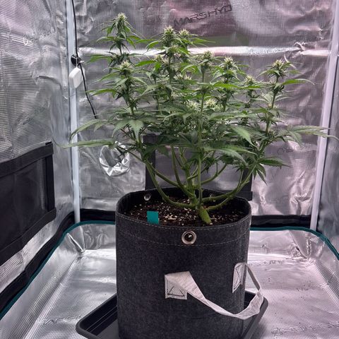 Lucy growlog timeline photo
